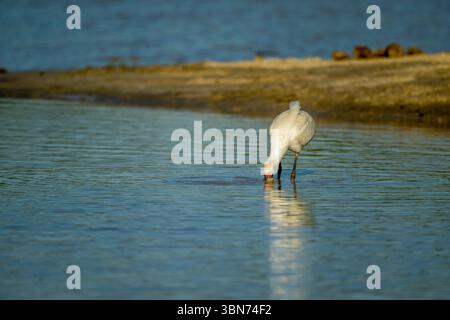 Une spatule africaine (Platalea alba) pêchant dans un point d'eau dans la région de Savuti dans le parc national de Chobe, Botswana. Banque D'Images