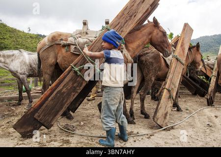 Chevaux de trait et gosse, gosse déchargeant un cheval de trait chargé de planches, province d'Imbabura, Équateur, Amérique du Sud Banque D'Images
