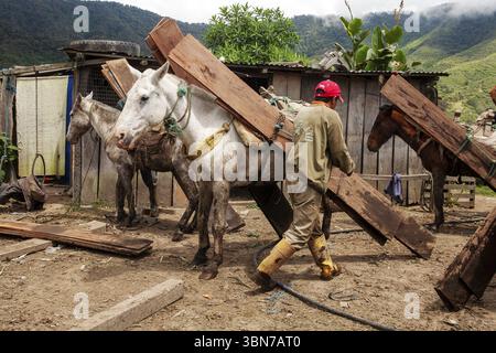 Chevaux de trait et homme, homme déchargeant un cheval de trait chargé de planches, province d'Imbabura, Équateur, Amérique du Sud Banque D'Images