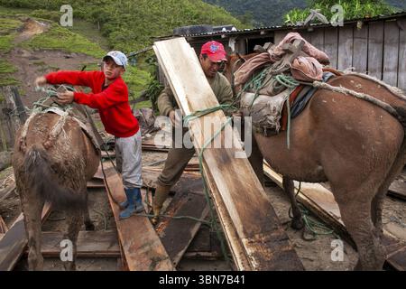 Chevaux de trait et homme, homme déchargeant un cheval de trait chargé de planches, province d'Imbabura, Équateur, Amérique du Sud Banque D'Images