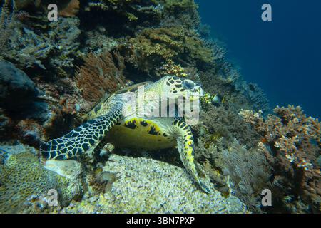 Tortue de mer Hawksbill reposant sur un récif corallien vibrant à Raja Ampat, Indonésie, entourée par une vie marine diversifiée dans les eaux tropicales. Banque D'Images