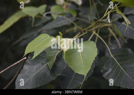 Ceci est une photographie rapprochée de feuilles d'arbre Peepal (Ficus religiosa), également connu sous le nom de Fig sacrée en forme de coeur avec de longues pointes effilées Banque D'Images