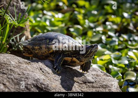 Tortue bronzante dans un jardin à Windwardside, Saba, petites Antilles Banque D'Images