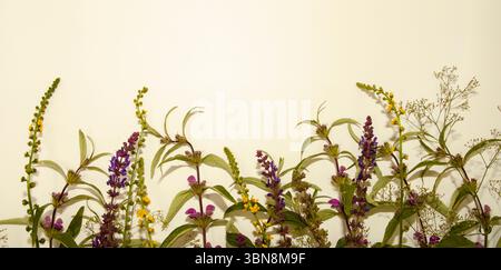 Fleurs sauvages disposées dans un style minimaliste sur un fond beige clair, idéal pour les décors naturels et le design botanique. Banque D'Images