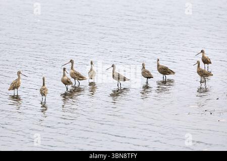Marbled Godwit, estuaire de Barra de Santiago, département d'Ahuachapan, El Salvador Banque D'Images