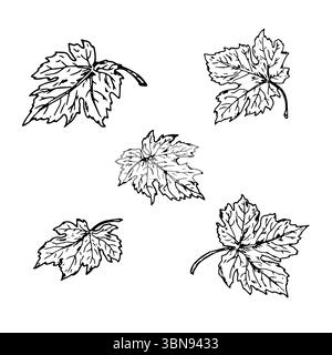 Feuilles, ensemble de silhouettes, croquis à l'encre noire et blanche. Illustration vectorielle. Feuilles d'érable, de raisin et de citrouille, isolées sur fond blanc. Thème de Illustration de Vecteur