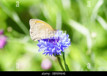 Nymphalidae brun de prairie (Maniola jurtina) sur fleurs de bleuet, bouton de célibataire (Centaurea cyanus). Juin, été, pays-Bas Banque D'Images