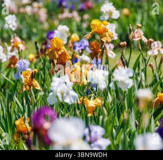 Un lit vibrant mélangé d'iris orange, violet, blanc et jaune fleurissant dans la lumière du soleil printanière, capturé dans un jardin luxuriant avec des fleurs de fond floues Banque D'Images