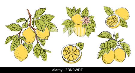 Ensemble de citron dessiné à la main avec des fruits entiers, demi-fruits Illustration de Vecteur