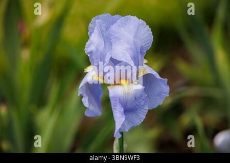 Gros plan d'un iris barbu bleu doux en pleine floraison avec de délicats pétales volants et des accents jaunes, placé sur un fond de jardin de printemps vert luxuriant. Banque D'Images