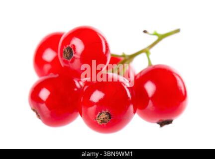 Cassis rouge isolé sur fond blanc. Groseille ou Ribes rubrum baies mûres Banque D'Images