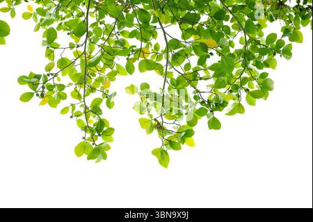 Nouvelles feuilles vertes sur une branche. Jeune feuillage frais de l'arbre. Ensemble d'objet isolé sur un fond blanc. Heure du printemps Banque D'Images