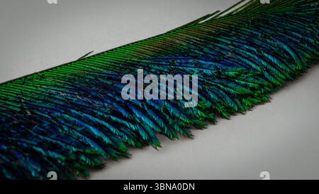 Macro gros plan d'une section de plume de paon isolée sur un fond blanc Banque D'Images