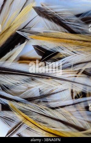 Gros plan de plumes d'oiseau en jaune, noir et blanc sur fond bleu clair. Banque D'Images