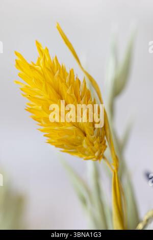 Fleurs séchées et plantes peintes en couleurs pour la décoration Banque D'Images