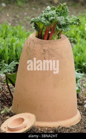 Rheum × hybridum 'Daw's Champion'. La rhubarbe championne de Daw est forcée de traverser un forceur de rhubarbe en terre cuite dans un jardin anglais. ROYAUME-UNI Banque D'Images