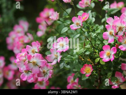 Gros plan de Rose Rosa « Cutie Pie » Banque D'Images