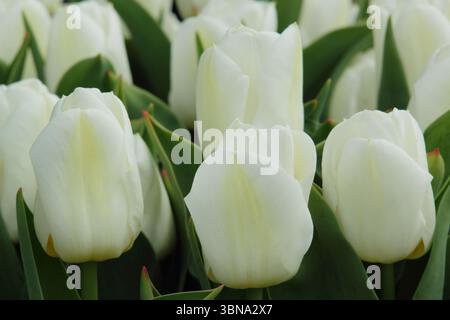 Tulipa Calgary. Tulip Calgary, une tulipe du groupe Triumph, présentant des fleurs de crème caractéristiques, jaune flammé et légèrement vert à la base. ROYAUME-UNI Banque D'Images