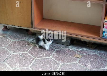 Un petit chaton noir et blanc marche sur un sol carrelé hexagonal, sa fourrure contrastant avec les carreaux gris et blancs. Le chaton est positionné devant une armoire en bois avec un intérieur marron clair ou beige, qui semble être un meuble. L'armoire a une étagère ou un espace ouvert sur le dessus. Une pile de livres est visible sur le côté droit de l'armoire. Le sol a également quelques feuilles tombées éparpillées autour. Légende façonnée par l'œil d'un artiste et l'imagination. Istanbul, Turquie. La plus grande ville de Turquie et l’une des rares villes transcontinentales au monde, couvrant à la fois l’Europe et l’Asie AC Banque D'Images