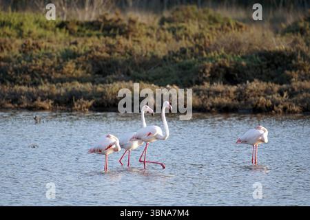 Chypre, Lac salé de Larnaca, l'image montre quatre flamants roses debout dans un plan d'eau peu profond. Les flamants roses sont à différents stades de mouvement, certains marchant et d'autres se tenant immobiles. L'eau est relativement calme, avec quelques ondulations. Le fond présente un mélange de végétation verte et de végétation brune/bronzée, créant un cadre naturel. L'éclairage suggère que c'est probablement le jour. Un œil d'artiste et une imagination façonnée Banque D'Images