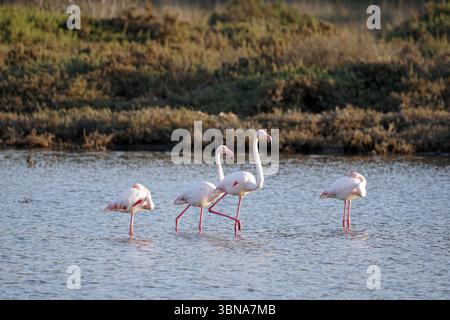 Chypre, Lac salé de Larnaca, l'image montre quatre flamants roses debout dans un plan d'eau peu profond. Les flamants roses sont à différents stades d'activité, certains debout et d'autres à mi-foulée. L’eau est relativement calme, avec quelques ondulations subtiles. Le fond présente un mélange de végétation verte et de végétation brune/bronzée, créant un cadre naturel. L'éclairage suggère qu'il peut être en fin d'après-midi ou en début de soirée. Un œil d'artiste et une imagination façonnée Banque D'Images