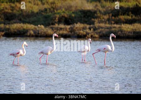 Chypre, Lac salé de Larnaca, l'image montre quatre flamants roses debout dans un plan d'eau peu profond. Les flamants roses sont orientés dans des directions différentes, la tête tournée vers la gauche, la droite et légèrement vers le haut. L'eau est relativement calme, avec de petites ondulations. En arrière-plan, il y a une zone herbeuse avec un mélange de couleurs vertes et brunes/brunes. L'éclairage suggère qu'il pourrait être en fin d'après-midi ou en début de soirée. Un œil d'artiste et une imagination façonnée Banque D'Images