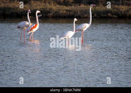 Chypre, Lac salé de Larnaca, l'image montre quatre flamants roses debout dans un plan d'eau peu profond. Les flamants roses sont principalement blancs avec des pattes et des cous roses, et sont positionnés dans une ligne lâche, avec l'un légèrement en avant des autres. L'eau est relativement calme, avec de petites ondulations, et l'arrière-plan présente un mélange de végétation brune et verte, peut-être des roseaux ou des herbes. L'éclairage suggère qu'il pourrait être en fin d'après-midi ou en début de soirée. Un œil d'artiste et une imagination façonnée Banque D'Images