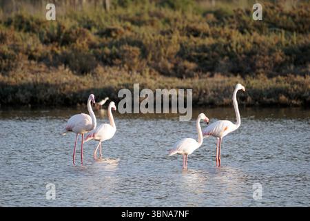 Chypre, Lac salé de Larnaca, l'image montre quatre flamants roses debout dans un plan d'eau peu profond. Les flamants roses sont à différents stades de debout, certains déjà dans l'eau et d'autres encore dans l'air. L'eau est relativement calme, avec de petites ondulations. Le fond présente un mélange de végétation verte et un littoral sablonneux ou brun clair. L'éclairage suggère qu'il pourrait être en fin d'après-midi ou en début de soirée. Un œil d'artiste et une imagination façonnée Banque D'Images