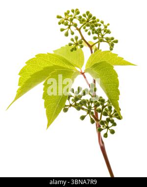 Plante de crampon de Virginie avec des baies isolées sur blanc Banque D'Images