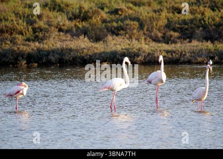 Chypre, Lac salé de Larnaca, l'image montre quatre flamants roses debout dans un plan d'eau peu profond. Les flamants roses sont majoritairement blancs avec des pattes et des cols roses, et leurs cols longs et minces sont légèrement pliés vers le bas. L'eau est relativement calme, avec de petites ondulations, et l'arrière-plan présente un mélange de végétation verte et un littoral sablonneux ou brun clair. L'éclairage suggère qu'il peut être en fin d'après-midi ou en début de soirée. Un œil d'artiste et une imagination façonnée Banque D'Images