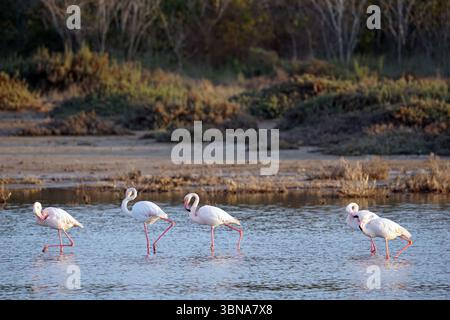 Chypre, Lac salé de Larnaca, l'image montre cinq flamants roses debout en ligne sur le bord d'un plan d'eau. Les flamants roses sont majoritairement blancs avec des pattes et des cols roses, et leurs cols longs et minces sont légèrement pliés vers le bas. L'eau est relativement calme, avec un léger effet d'ondulation. Le fond présente un mélange de végétation verte et de sol brun/brun, suggérant un environnement naturel. L'éclairage de l'image est doux et chaud, indiquant éventuellement le lever ou le coucher du soleil. Un œil d'artiste et une imagination façonnée Banque D'Images