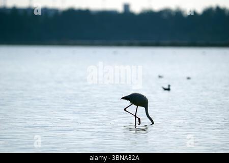 Chypre, Larnaca Salt Lake, Un flamant rose solitaire se dresse au centre d'un plan d'eau tranquille, ses longues jambes minces et ses plumes roses éclatantes contrastant avec l'eau bleu-gris sourde. Le flamant rose est orienté vers le côté droit, sa tête légèrement abaissée car il semble être en train de chercher. En arrière-plan, quelques autres oiseaux, peut-être des canards, sont visibles sur le côté droit. L'eau est relativement calme, avec de douces ondulations. L'arrière-plan est flou, avec une zone sombre, éventuellement boisée, visible derrière la surface de l'eau. Un œil d'artiste et une imagination façonnée Banque D'Images