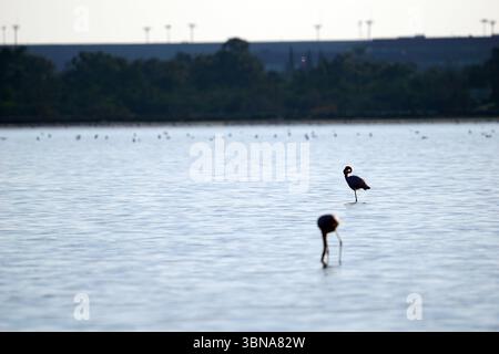 Chypre, Lac salé de Larnaca, l'image représente une scène tranquille d'un plan d'eau, peut-être un lac ou un marais salé, avec deux flamants roses debout dans l'eau. Les flamants roses sont un mélange de teintes roses et violettes, et l'un est debout sur une jambe, tandis que l'autre est partiellement submergé. L'eau est relativement calme, avec de douces ondulations. En arrière-plan, une ligne d'arbres et une structure, éventuellement un bâtiment ou une jetée, sont visibles. Le ciel est d'un bleu clair, et l'éclairage général suggère qu'il pourrait être tôt le matin ou en fin d'après-midi. Un œil d'artiste et une imagination façonnée Banque D'Images