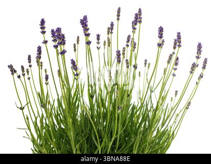 Bouquet de fleurs de lavande isolé sur fond blanc Banque D'Images