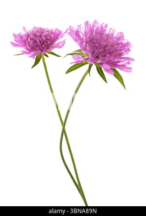 Fleurs scabieuses de champ isolées sur fond blanc Banque D'Images