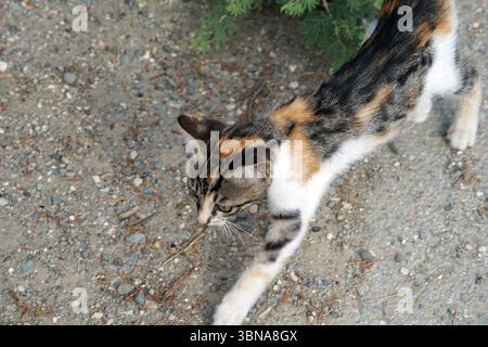 Chypre, Larnaca Salt Lake, Un chat calico avec un manteau de fourrure noire, orange et blanche est capturé dans un moment de mouvement, marchant sur un chemin de gravier. La queue du chat est tenue haute, et sa tête est légèrement inclinée vers le bas, suggérant qu'il reniflait le sol. Le chemin de gravier est parsemé de petits rochers et de cailloux, et une petite plante verte est visible en arrière-plan. Un œil d'artiste et une imagination façonnée Banque D'Images