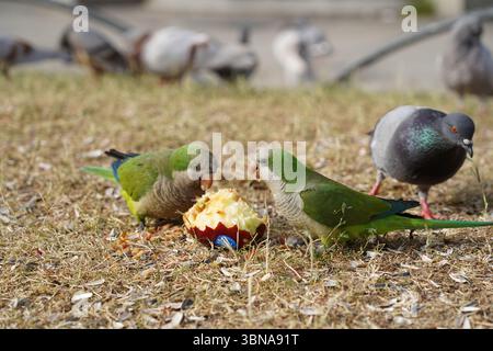 Perroquets sauvages mangeant un oiseau à Barcelone Banque D'Images