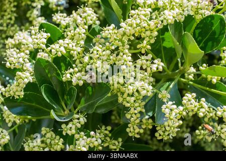 De belles fleurs nichées au milieu de feuilles vertes luxuriantes, créant une scène magnifique Banque D'Images