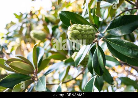Fruits verts poussant sur le magnolia du Sud entouré de feuilles luxuriantes dans un cadre naturel vibrant Banque D'Images