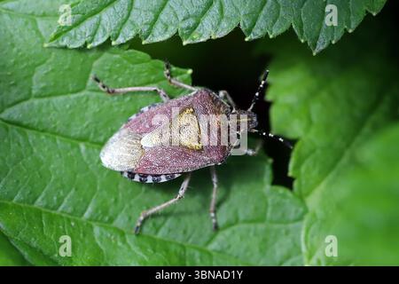 Shieldbug poilu (Dolycoris baccarum) sur la feuille. Banque D'Images