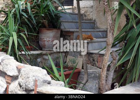Athènes — la capitale vibrante de la Grèce, imprégnée d'histoire et de culture, Athènes — le berceau de la civilisation occidentale et de la démocratie., Un escalier en pierre avec une surface de pierre gris clair ou beige, menant à un bâtiment en pierre. Un chat gingembre repose sur les marches, sa tête confortablement nichée sur la pierre. L'escalier est entouré d'une végétation luxuriante, y compris une grande plante en pot avec de longues feuilles minces et une plante plus petite dans un pot en terre cuite. Une grande plante feuillue, peut-être un yucca, est également visible près des escaliers. Le mur de pierre qui entoure l'escalier est fait de grand, de forme irrégulière Banque D'Images