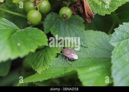 Shieldbug poilu (Dolycoris baccarum) sur feuille de cassis. Parasites dans les vergers Banque D'Images