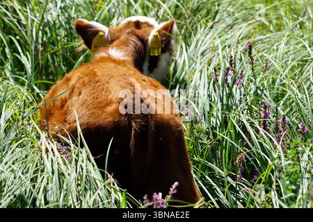 Bansko est une ville pittoresque dans le sud-ouest de la Bulgarie, nichée au pied des montagnes Pirin., Une vache brune avec des marques blanches sur son visage et ses oreilles est vue de derrière, marchant à travers un champ de haute herbe verte. La vache porte des étiquettes jaunes. Le champ est parsemé de fleurs violettes, ajoutant une touche de couleur à la scène. La queue de la vache est visible, et elle semble se déplacer vers le côté droit. Un œil d'artiste et une imagination façonnée Banque D'Images