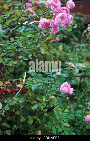 Budapest, Hongrie – la perle enchanteresse du Danube., Un rosier avec des roses roses roses vibrantes en pleine floraison, entrecoupées de feuilles vertes. Les roses sont regroupées, créant un bel affichage de la beauté de la nature. Le buisson présente un mélange de feuilles vertes et brunes, et quelques baies rouges sont visibles dans le feuillage. L'arrière-plan est flou, attirant l'attention sur les roses et la verdure luxuriante du Banque D'Images
