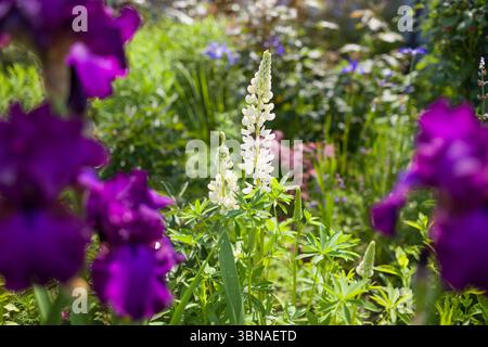 Le lupin blanc fleurit dans le jardin de printemps. La plante lupin pousse parmi les iris barbus violets sur le parterre de fleurs d'été. Gros plan Banque D'Images