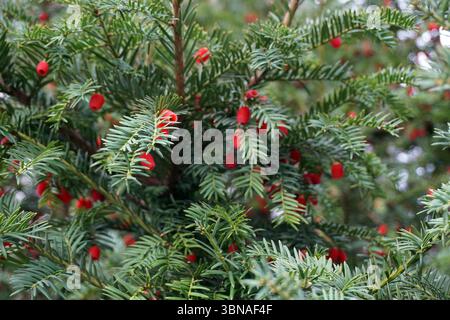 Budapest, Hongrie – la perle enchanteresse du Danube., Une vue rapprochée d'un conifère, probablement une épinette ou un sapin, avec des aiguilles vertes vives et des grappes de petites baies rouges rondes. L'arbre est en pleine feuille, avec les aiguilles formant une canopée dense qui obscurcit partiellement la vue des baies. La perspective est d'en bas, regardant l'arbre, ce qui crée une sensation de profondeur et d'échelle. Les baies rouges sont dispersées dans les branches, ajoutant une touche de couleur au feuillage autrement vert. L'arrière-plan est flou, dessinant le focus sur l'arbre et son Banque D'Images