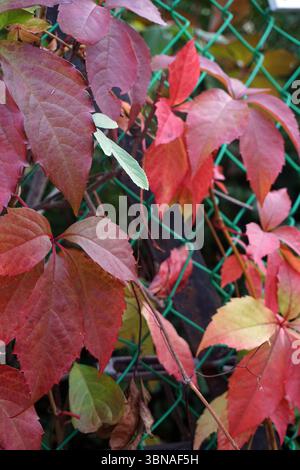 Une scène vibrante de la nature, avec un groupe de feuilles rouges et oranges, ainsi que quelques feuilles vertes, poussant sur une clôture de maillons de chaîne verte. Les feuilles sont disposées selon un motif quelque peu aléatoire, créant une sensation de profondeur et de dimension. Les feuilles sont attachées à la clôture avec des tiges minces, brun foncé ou noires. L'arrière-plan est flou, mettant en évidence les feuilles au premier plan. Les feuilles semblent être dans un état de transition, indiquant peut-être le début de l'automne., Budapest, Hongrie – la perle enchanteresse du Danube. Banque D'Images