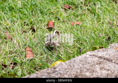 Lézard à queue frisée du Nord (leiocephalus carinatus) regardant de l'herbe à Cuba avec une faible profondeur de champ Banque D'Images