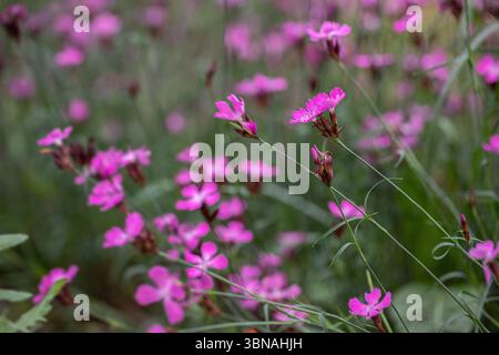 Groupe de fleurs roses chartreuses (Dianthus carthusianorum). Fleur sauvage rare. Banque D'Images