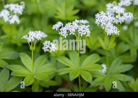 Petites fleurs blanches de la marie douce (Galium odoratum). Banque D'Images